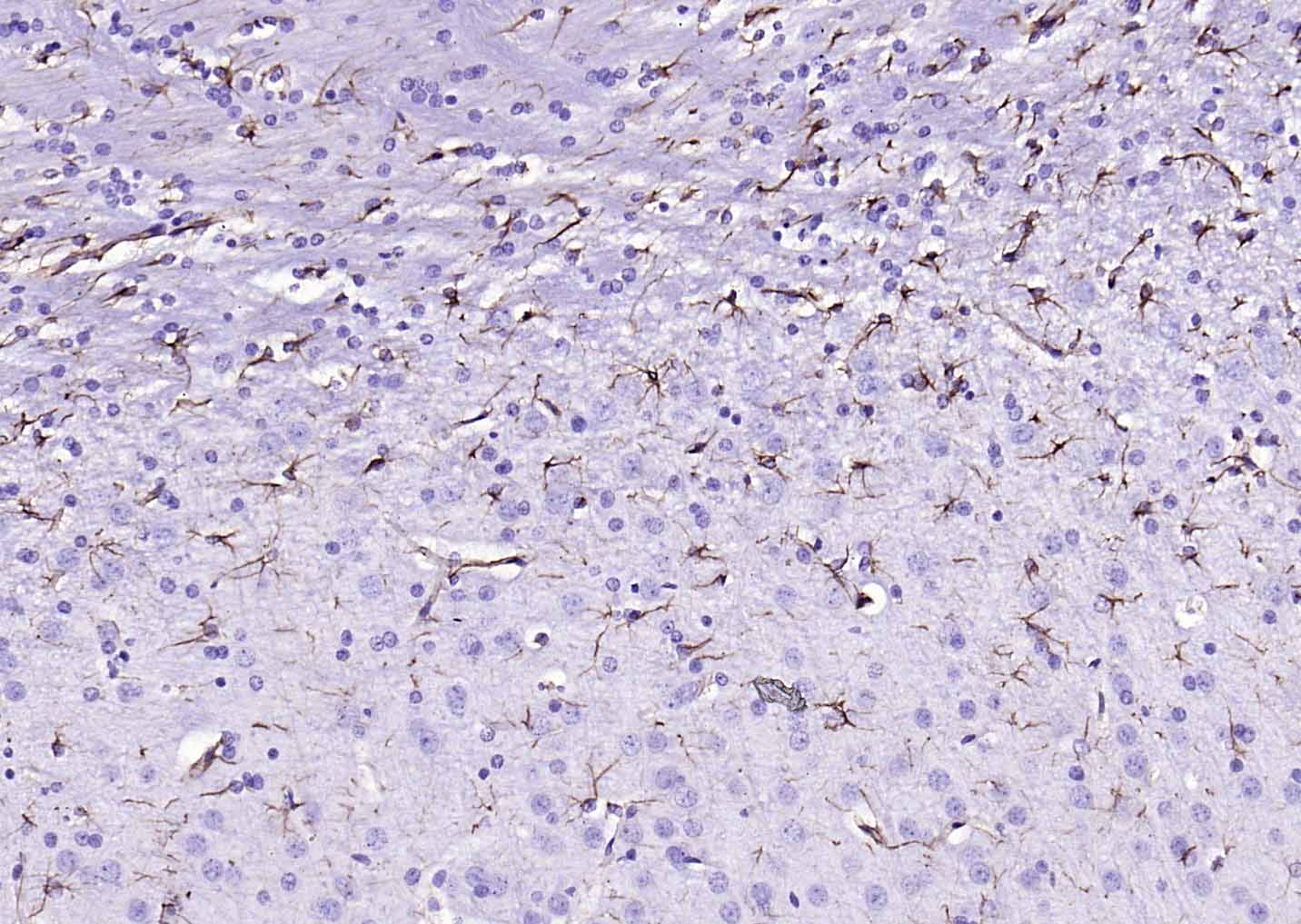 生物素标记的F(ab)2片段羊抗兔IgG H&L抗体